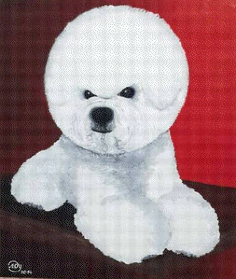 собака породы бишон фризе - бишон фризе - предпросмотр