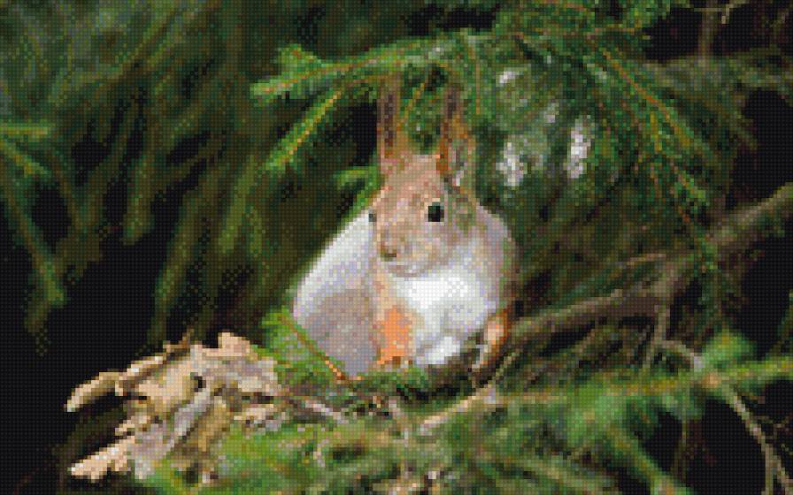 Белка - вышивка животные, вышивка белка, вышивка крестиком - предпросмотр