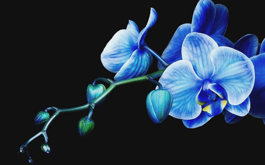 Голубая орхидея - оригинал