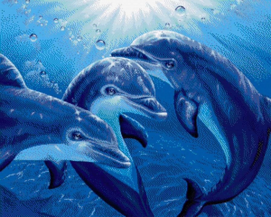 дельфины - предпросмотр