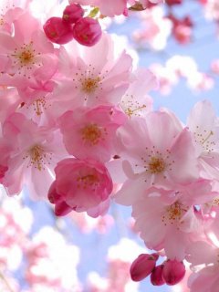 весенние цветы - цветы, весна - оригинал