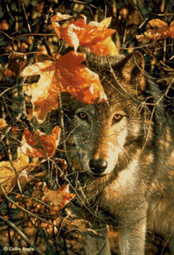 волк - дикие животные, волк - предпросмотр