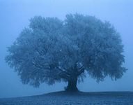 туман - оригинал