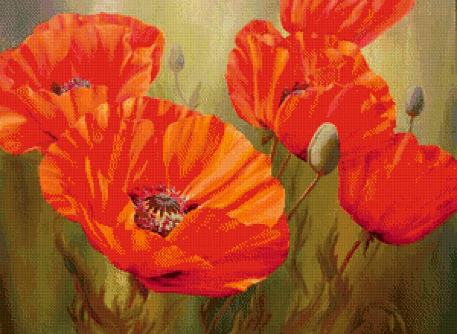 маки - цветы - предпросмотр