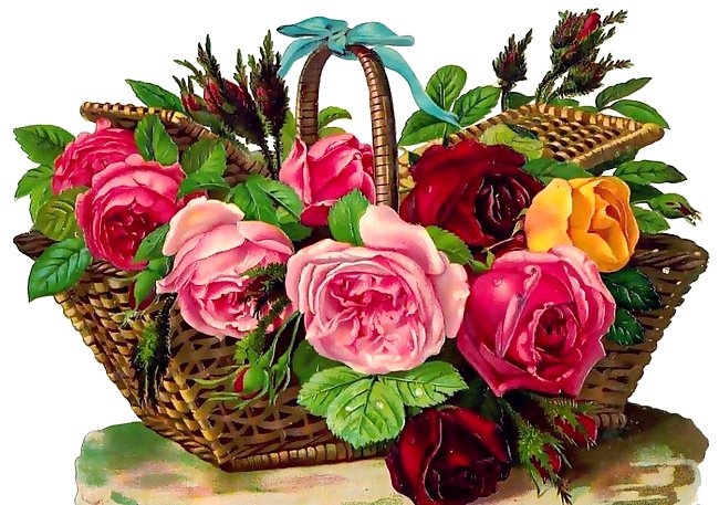 розы - цветы - оригинал