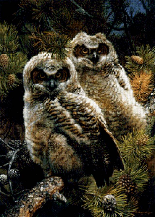 совы - совы, пара, птицы - предпросмотр