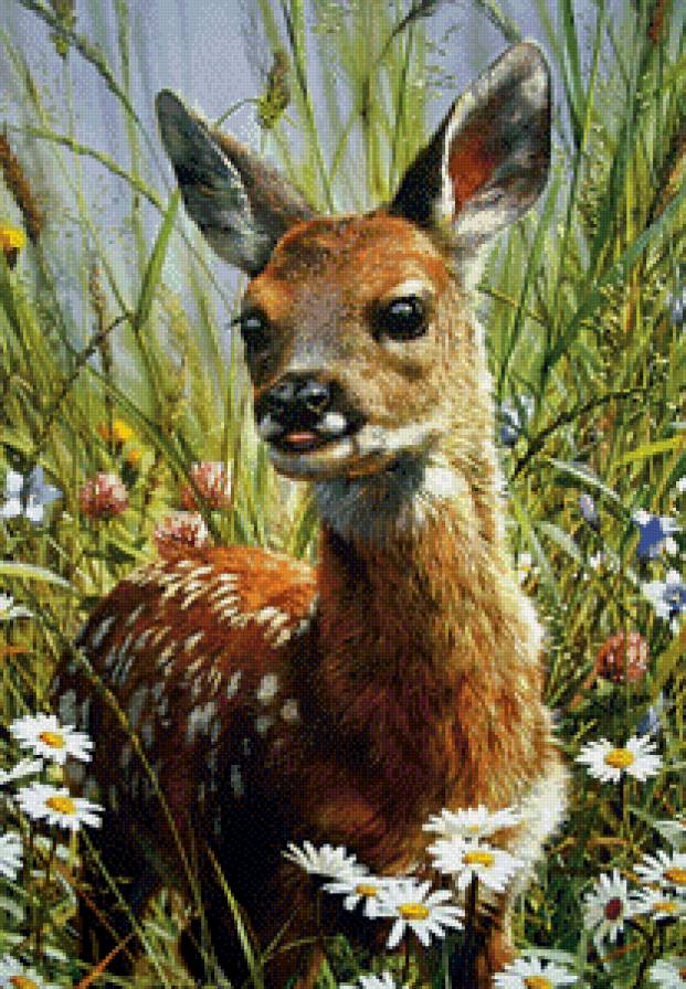 оленёнок - животные, олень - предпросмотр