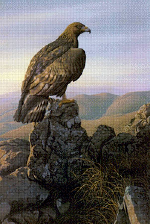 орёл - птицы, орел - предпросмотр