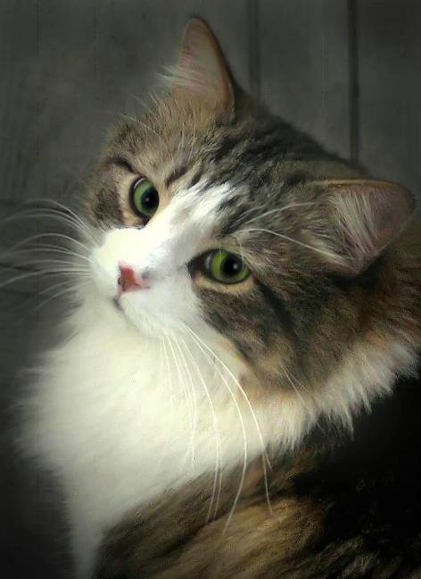 котик - животные - оригинал