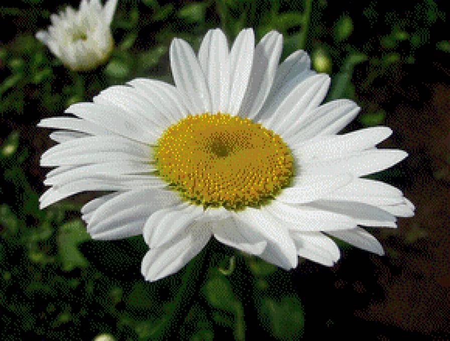 Ромашка - предпросмотр