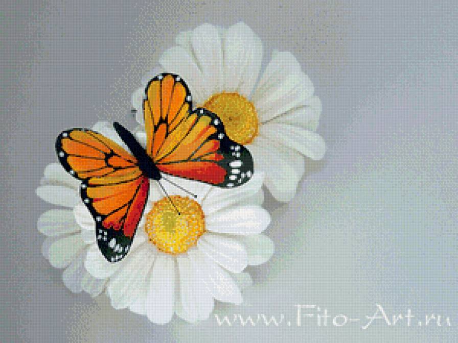 бабочка ромашки - предпросмотр