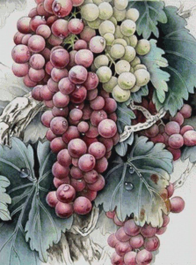 Виноград - ягоды, виноград - предпросмотр