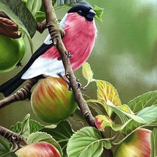 Схема вышивки «яблунева гілка»