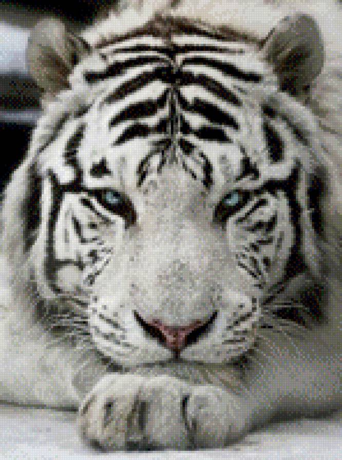 тигра - предпросмотр