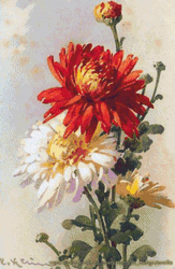 рисованные цветы-4 - хризантемы, цветы, живопись, рисунок - предпросмотр