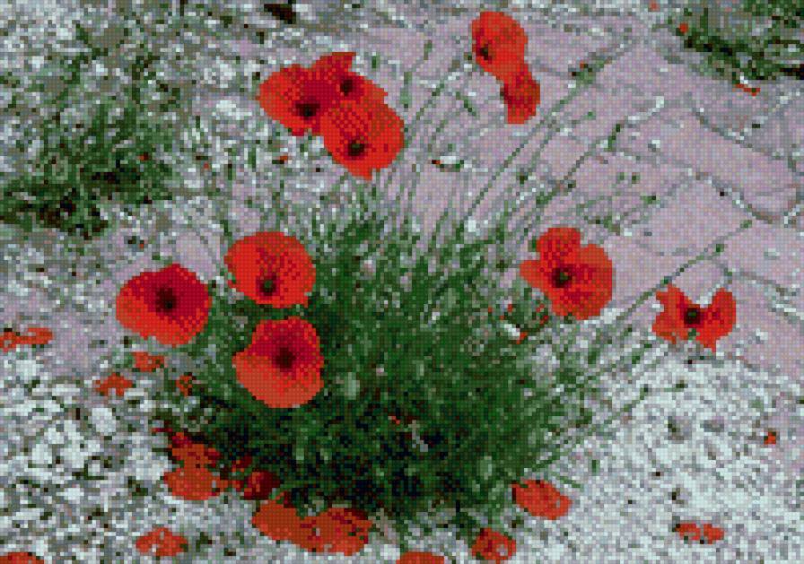 №731498 - предпросмотр