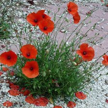 Схема вышивки «№731498»