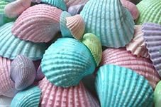 ракушки - ракушки. море. пляж - оригинал