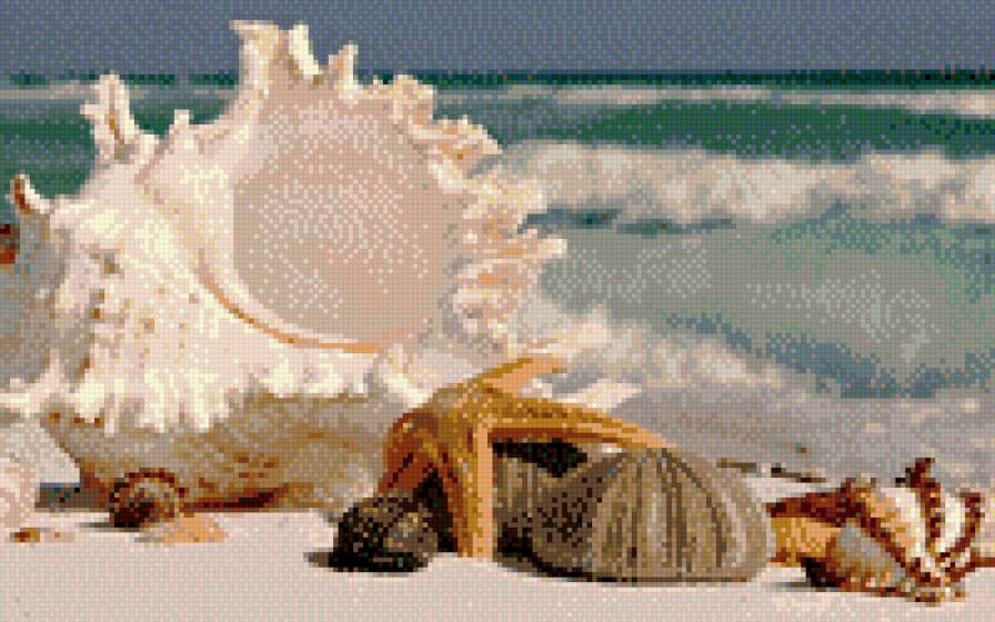 ракушки - ракушки. море. пляж - предпросмотр