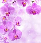 орхидея - цветы .орхидея - оригинал