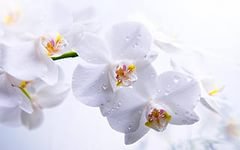 белая орхидея - орхидея .цветы - оригинал