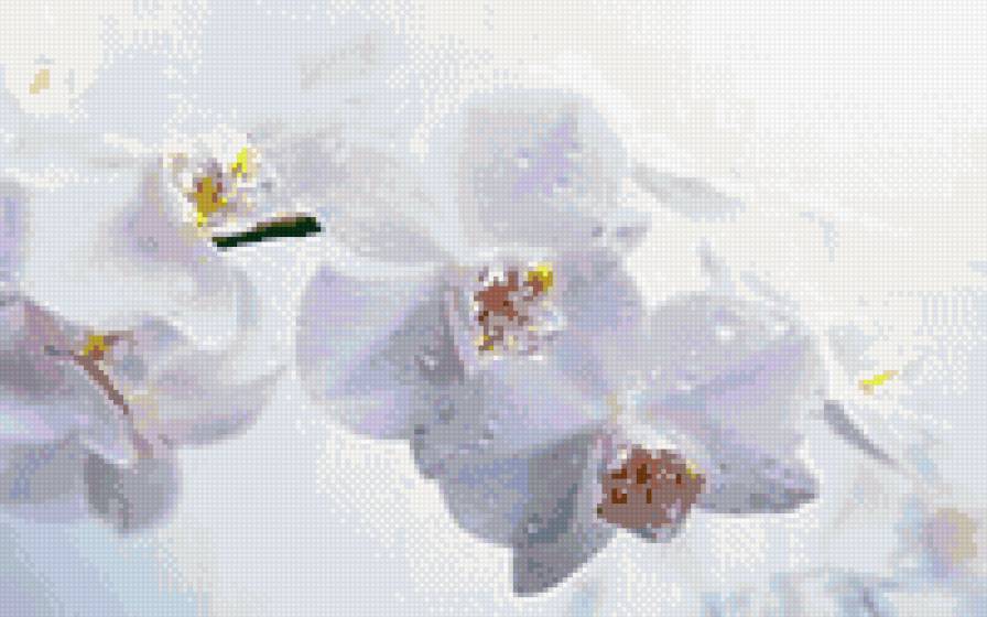 белая орхидея - орхидея .цветы - предпросмотр