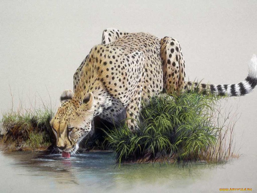 Ягуар - животные, кошки - оригинал