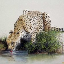 Схема вышивки «Ягуар»