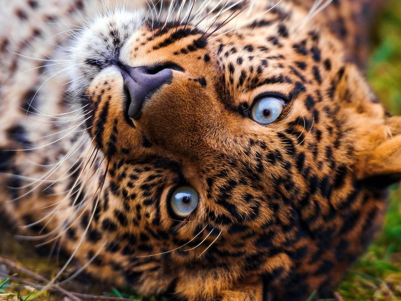 Леопард - оригинал