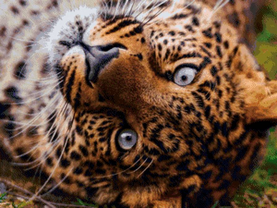 Леопард - предпросмотр