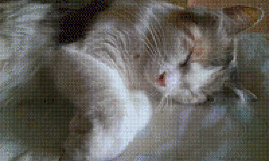 Котюня :3 - спит, кошка - предпросмотр
