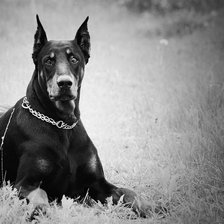 Схема вышивки «доберман1»