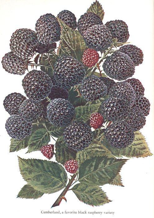 ежевика - оригинал