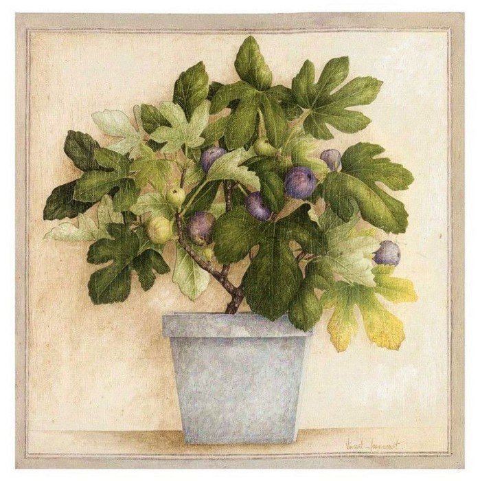 инжировое дерево - топиары - оригинал