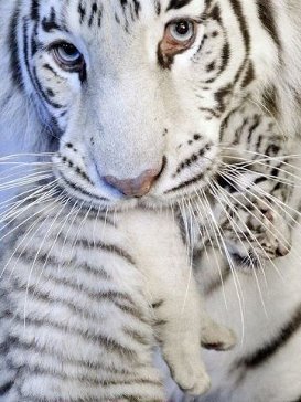 тигры - оригинал