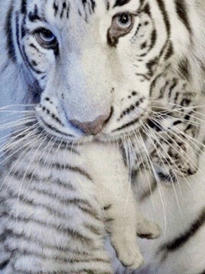 тигры - предпросмотр