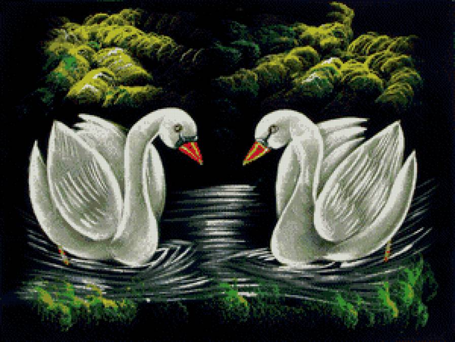 пара лебедей - птицы, пано, пейзаж, природа - предпросмотр