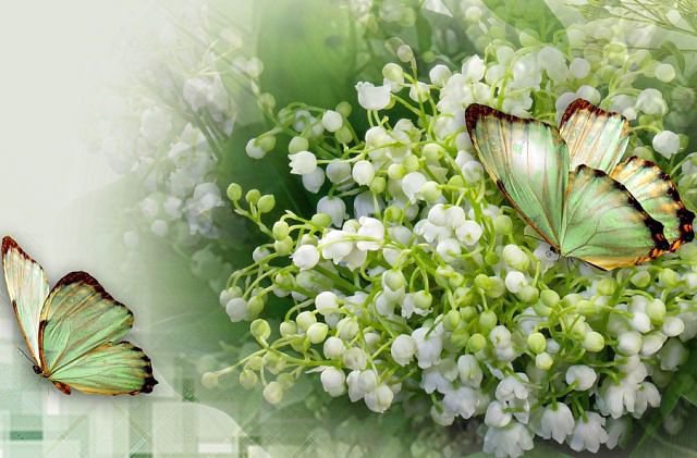 Ландыши - цветы, бабочки - оригинал