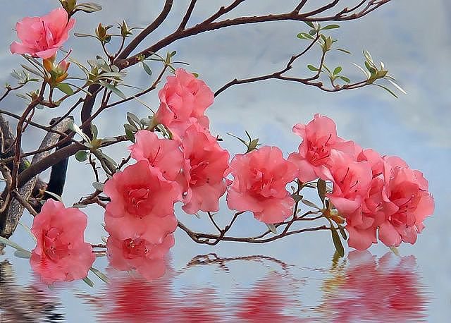 Сакура над водой - сакура, деревья - оригинал