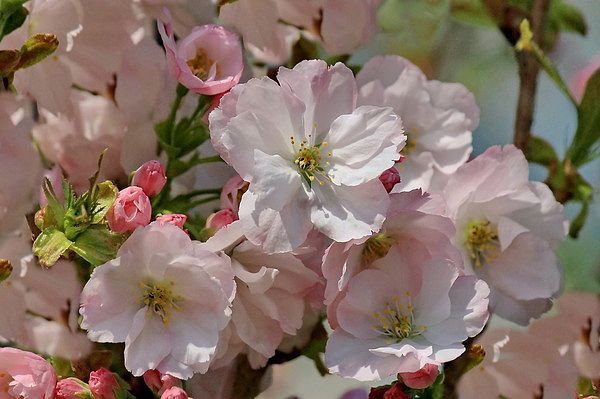 Яблони в цвету - цветы - оригинал