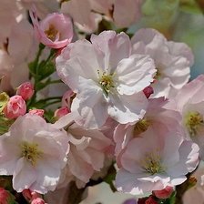 Схема вышивки «Яблони в цвету»