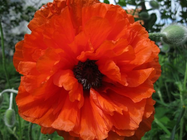 мак - оригинал