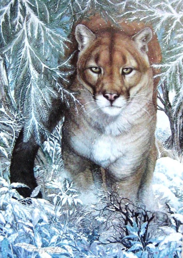 Лесная красавица - пума, звери - оригинал