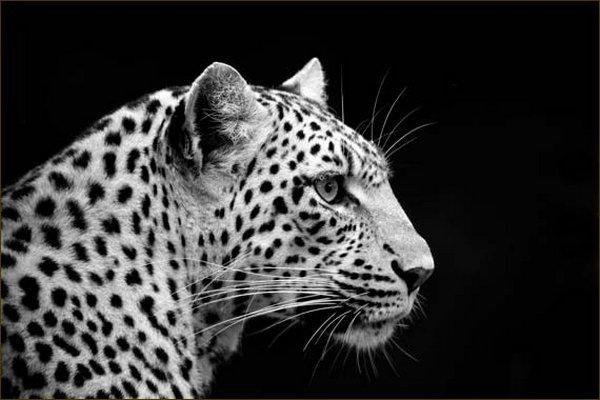 Леопард - звери - оригинал