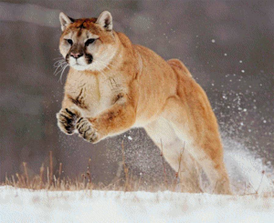 Прыжок - звери - предпросмотр