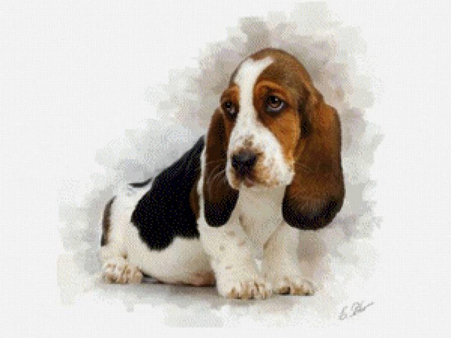 Милое создание - собака, звери.животное - предпросмотр