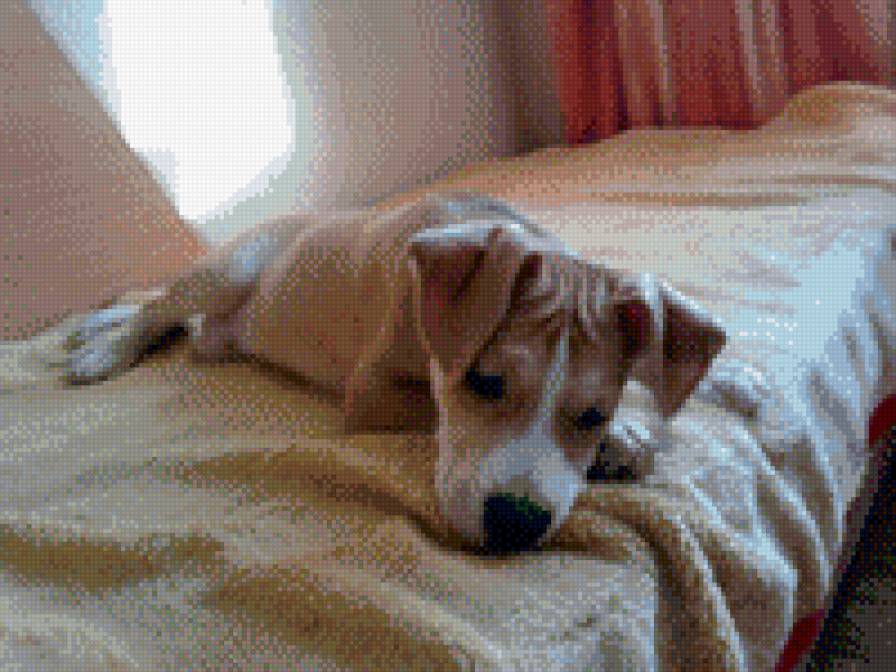 Собака - собака - предпросмотр