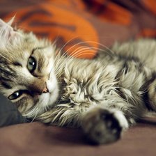 Схема вышивки «котёнок»