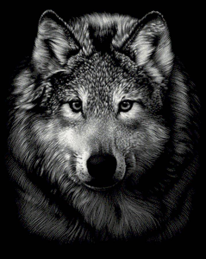 Волк - волк - предпросмотр