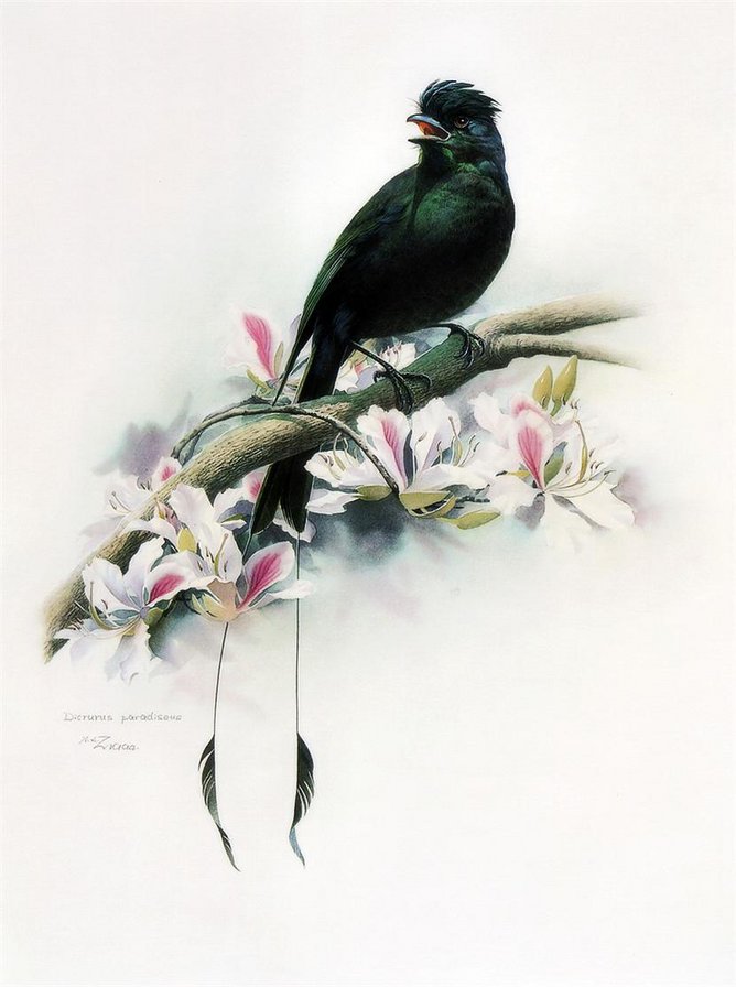 птица 3 - оригинал